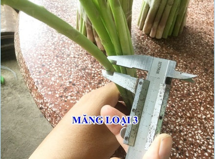 Măng Tây Xanh Loại 3: 1KG Đọt măng tây nhỏ thẳng (CÁNH TRẮNG)