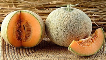 DƯA LƯỚI BẢO LIÊN 2,5KG (HKD NGÔ VĂN BẢO)