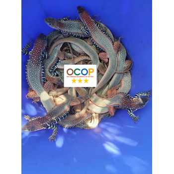 Dông cát sạch loại 1 (3-5 con⁄kg)