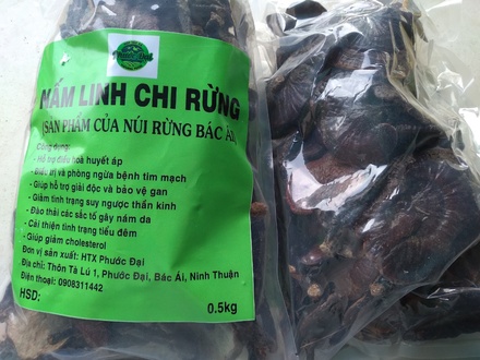 NẤM LINH CHI RỪNG 0,5KG (HTX PHƯỚC ĐẠI)