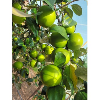 Táo xanh Ninh Thuận VietGap 1kg