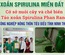 Tảo spirulina sấy thăng hoa