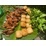 Bồ câu thảo mộc dạng nướng (270g-300g)