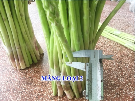 Măng Tây Xanh Loại 2: TRỌNG LƯỢNG 1KG  Đọt măng tây lớn không thẳng (CÁNH TRẮNG)