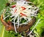 Dông cát sạch loại 1 (3-5 con⁄kg)