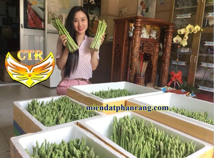 Măng Tây Xanh Loại 2: TRỌNG LƯỢNG 1KG  Đọt măng tây lớn không thẳng (CÁNH TRẮNG)