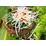 Dông cát sạch loại 1 (3-5 con⁄kg)