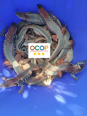 Dông cát sạch loại 1 (3-5 con⁄kg)